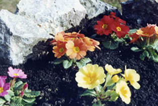 Primula x juliana - Cultivars